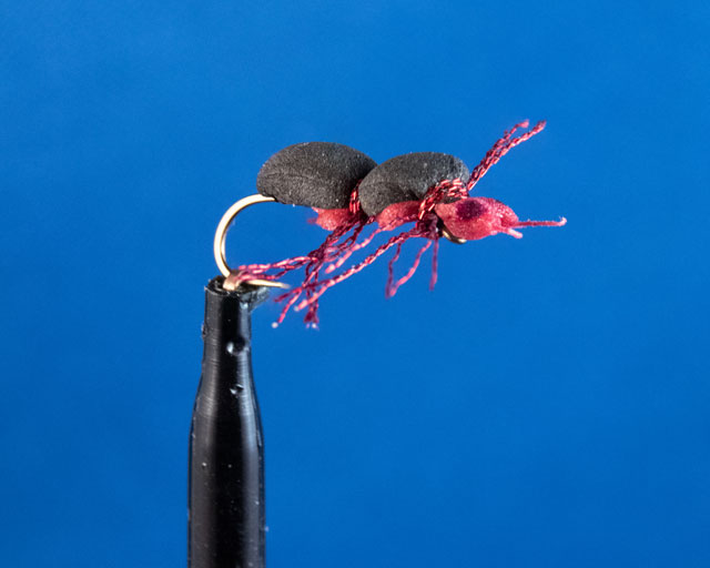 Fishes Ant